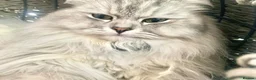 Persian cats for sale: Persian-Ragdoll Kittens - Affectionate and Fluffy - Advert 15