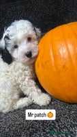 Cockapoo dogs - Advert 16