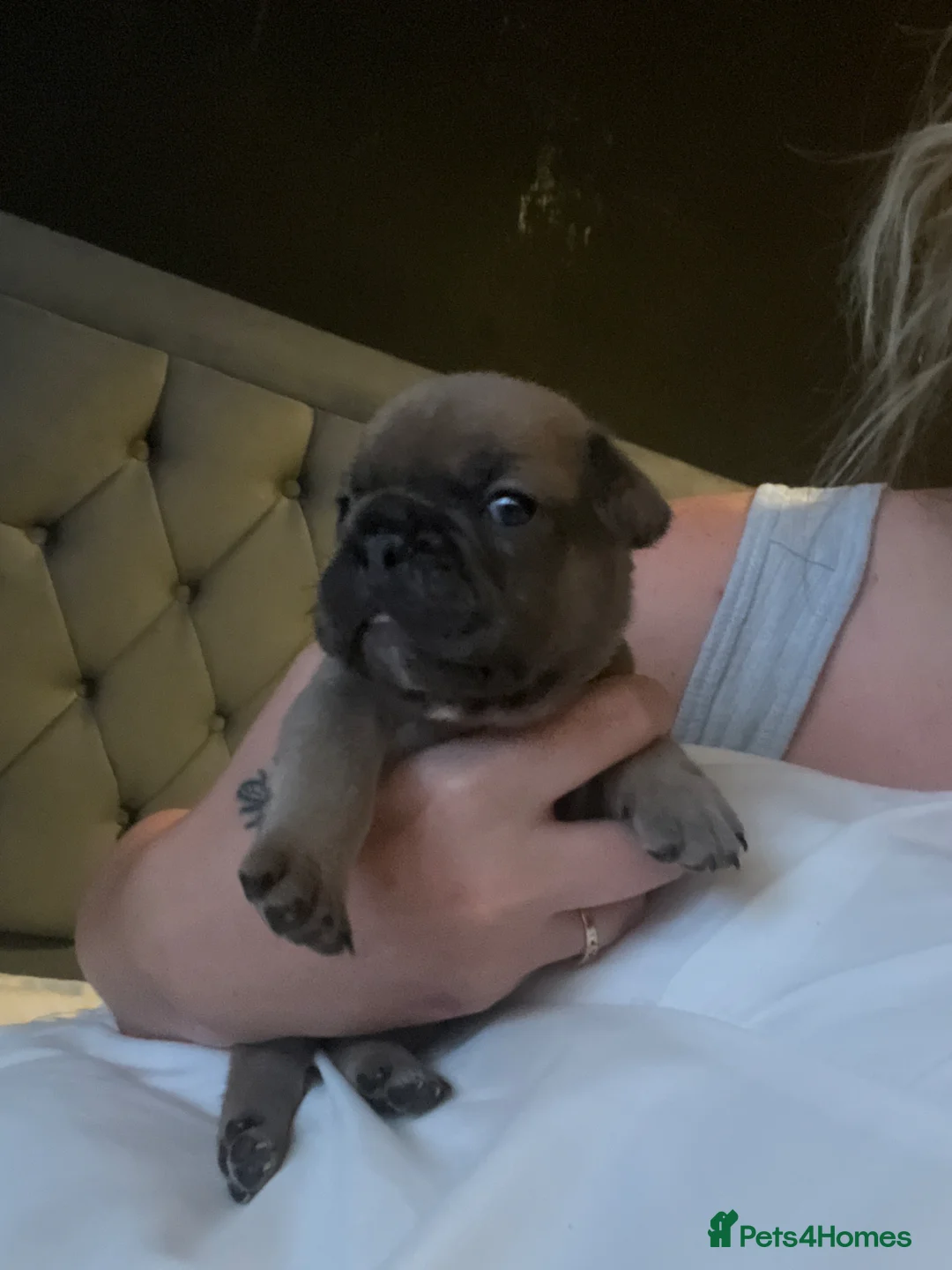French Bulldog dogs for sale: French bulldog in Manchester - Advert 2
