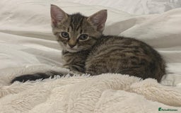 Mixed Breed cats for sale: Siberian x British Shorthair Kittens 💞 - Image 15