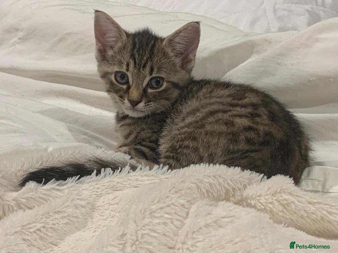 Mixed Breed cats for sale: Siberian x British Shorthair Kittens 💞 - Image 15