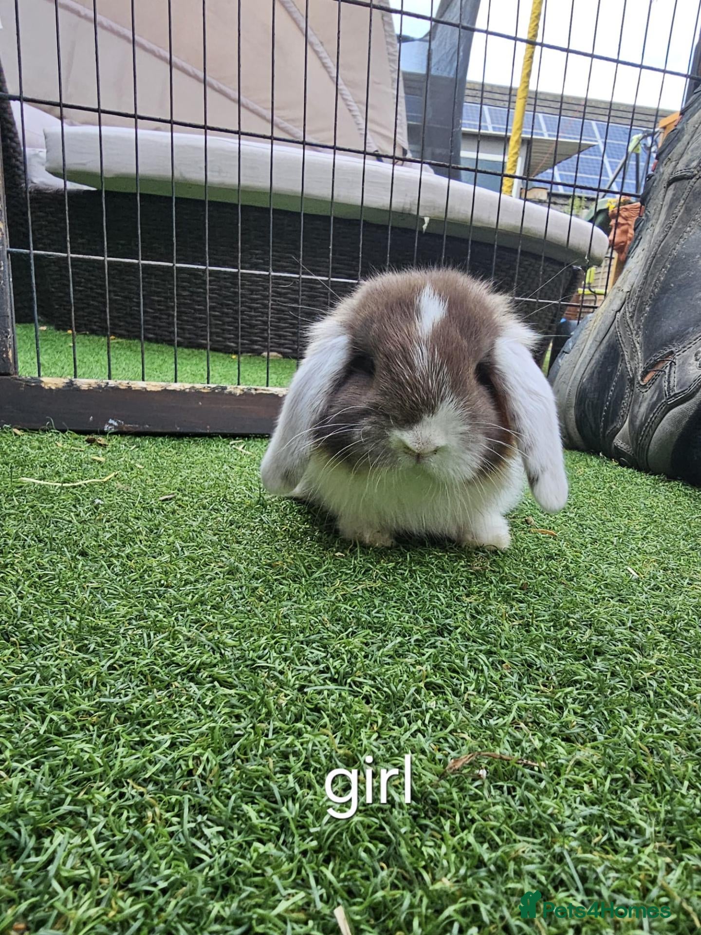 Mini Lop rabbits Beautiful mini lops for sale 💙🩷 - Advert 12