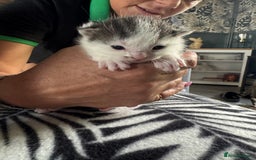 Mixed Breed cats for sale: kittens for sale!  - Image 8