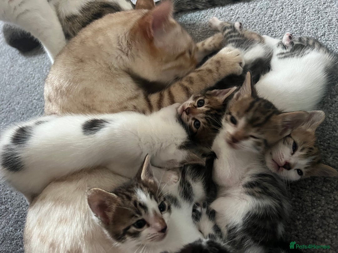 Mixed Breed cats for sale: Ready! Snow Bengal/Seal Lynx X Kittens  - Image 11