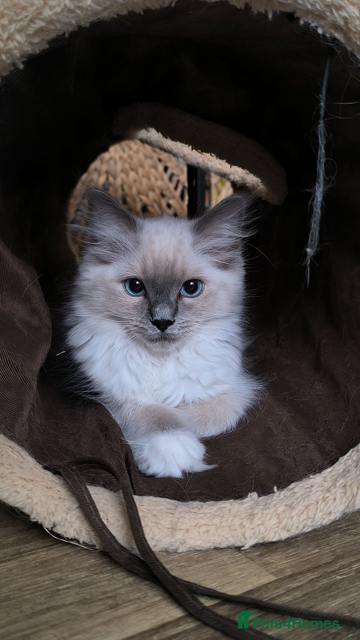 Ragdoll cats Beautiful ragdolls READY TO LEAVE FOR NEW HOME  - Advert 1