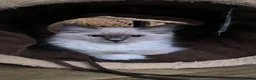 Ragdoll cats for sale: Beautiful ragdolls READY TO LEAVE FOR NEW HOME  - Advert 5