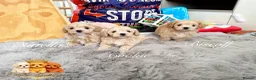Maltipoo dogs for sale: Tiny Teddy Maltipoo- from Asian teddy dad! - Advert 6