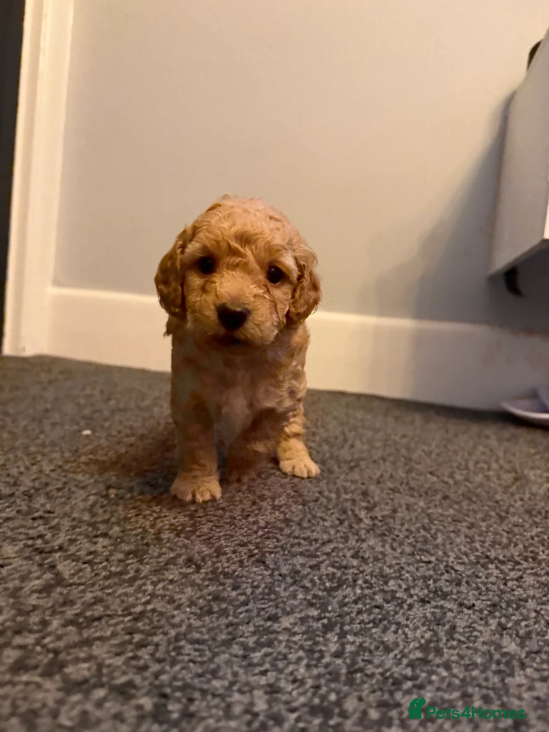 Cockapoo dogs for sale: Beautiful cockapoo puppies  - Advert 12
