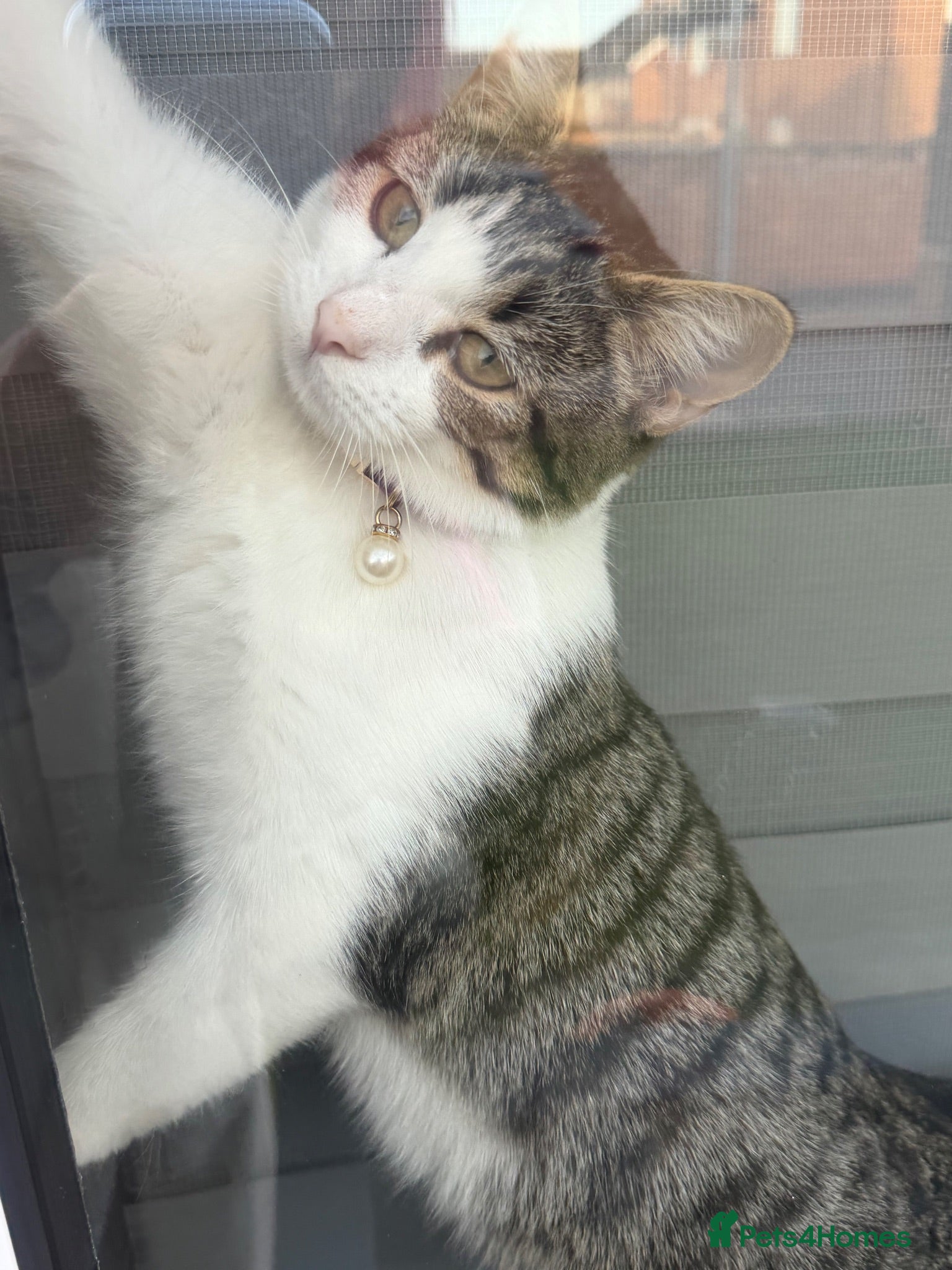 Mixed Breed cats 8 week old kitten ready to Leave now  - Advert 9