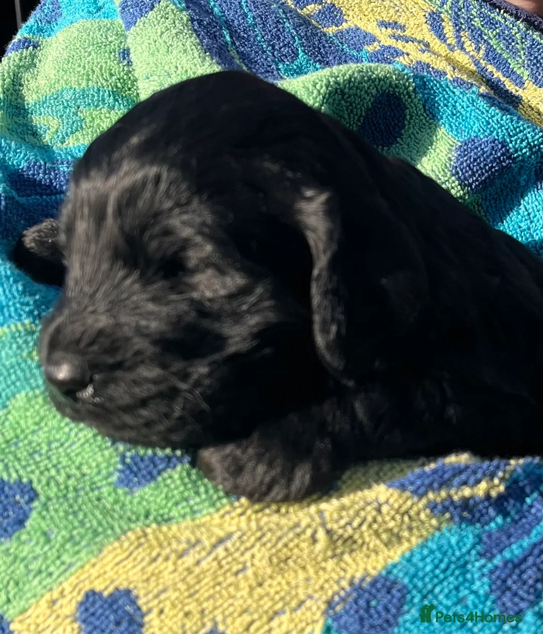 Mixed Breed dogs for sale: Fantastic Floodles! Fun, loyal and loving dogs  - Advert 6