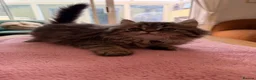 Persian cats for sale: Persian chinchilla kittens for sale  - Advert 5
