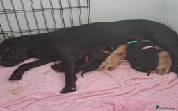 Labrador Retriever dogs for sale: Stunning Pure Labrador retriever puppies - Image 8