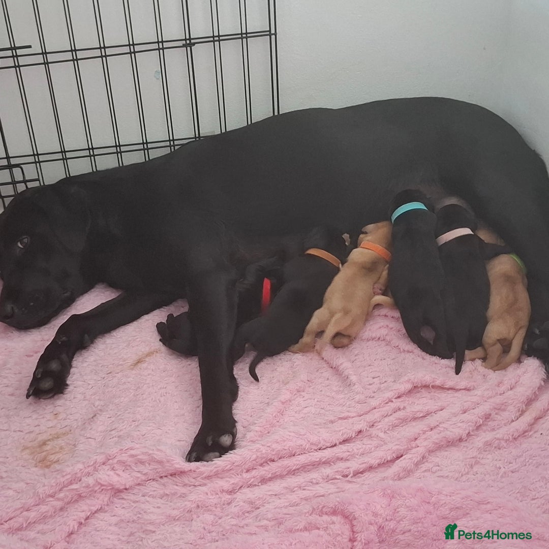 Labrador Retriever dogs for sale: Stunning Pure Labrador retriever puppies - Image 8