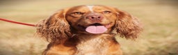 Cocker Spaniel dogs for stud: George - Professional Stud Service  in Eastleigh - Advert 2