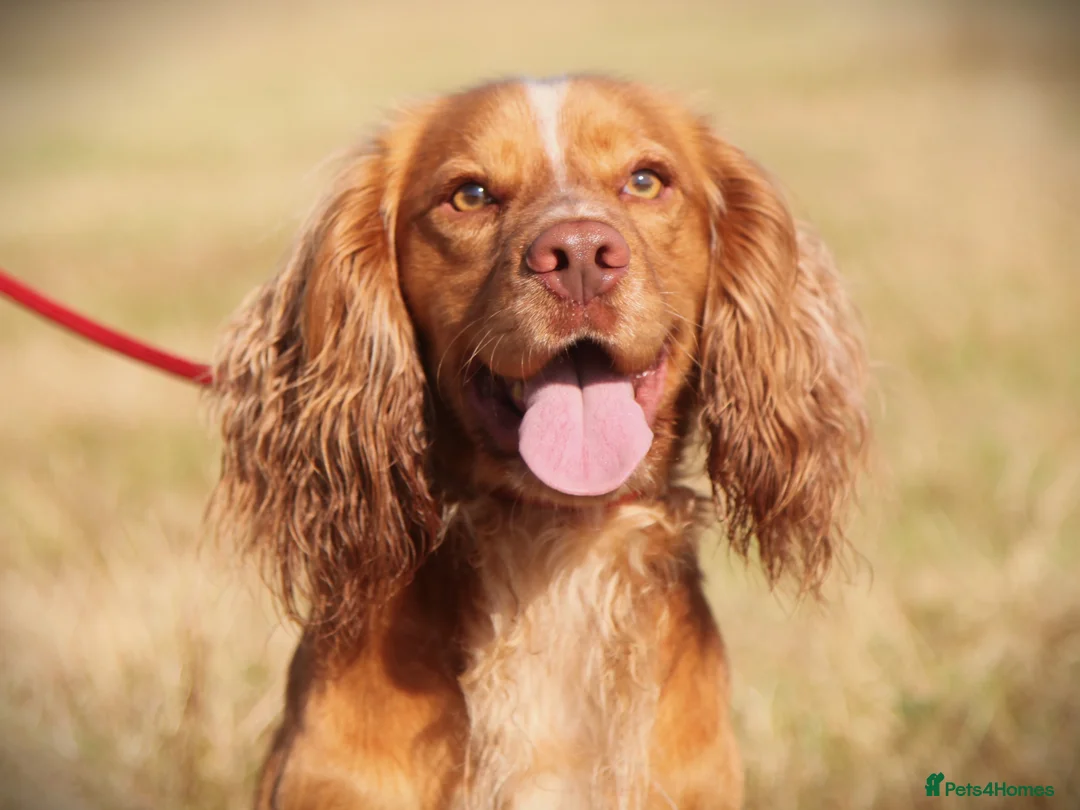 Cocker Spaniel dogs for stud: George - Professional Stud Service  in Eastleigh - Advert 2