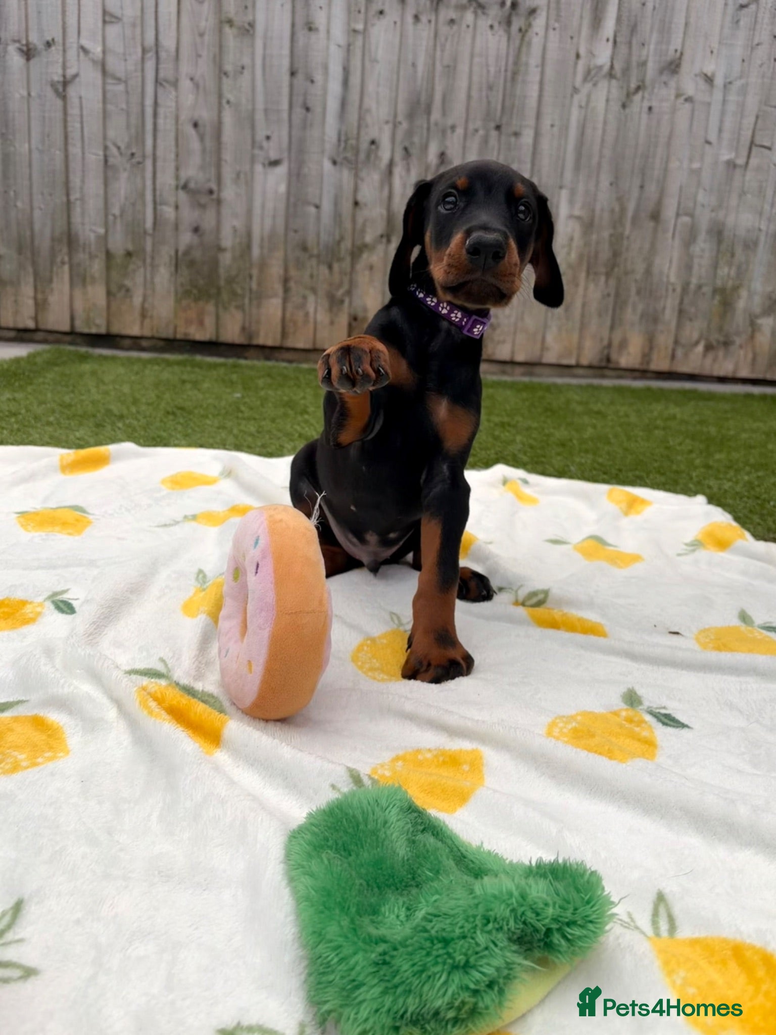 Dobermann dogs 🏡Viewings Available Now | KC Registered Dobermans - Advert 1