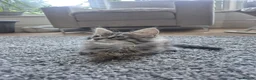 Maine Coon cats for sale: Maine Coon Kittens only two left  - Advert 27