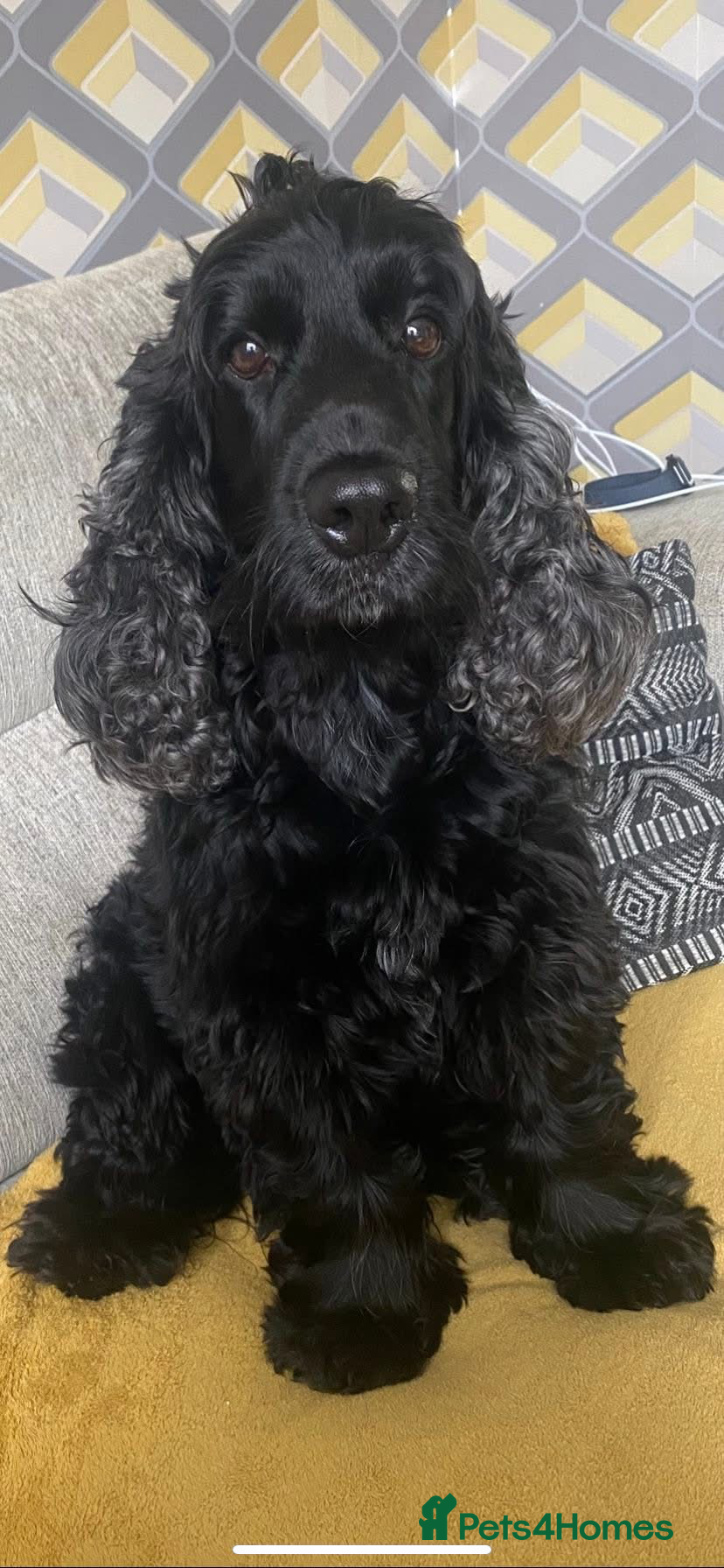 Cocker Spaniel dogs Cocker spaniels  - Advert 1