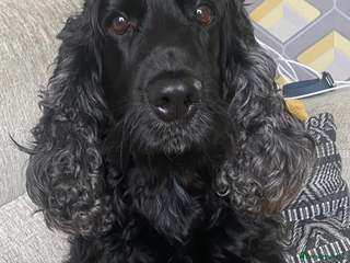 Cocker Spaniel dogs Cocker spaniels - Advert 2