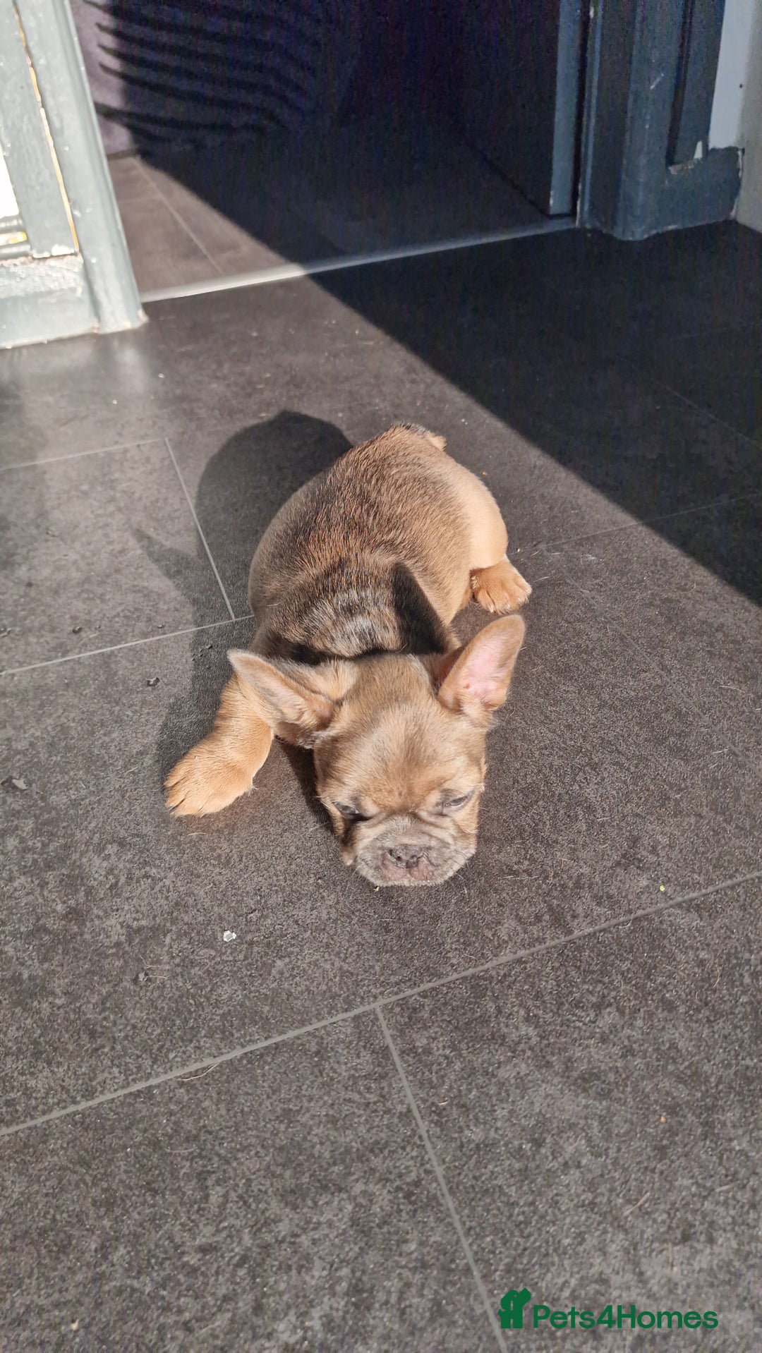 French Bulldog dogs for sale: Teddy bear floodle  - Image 14