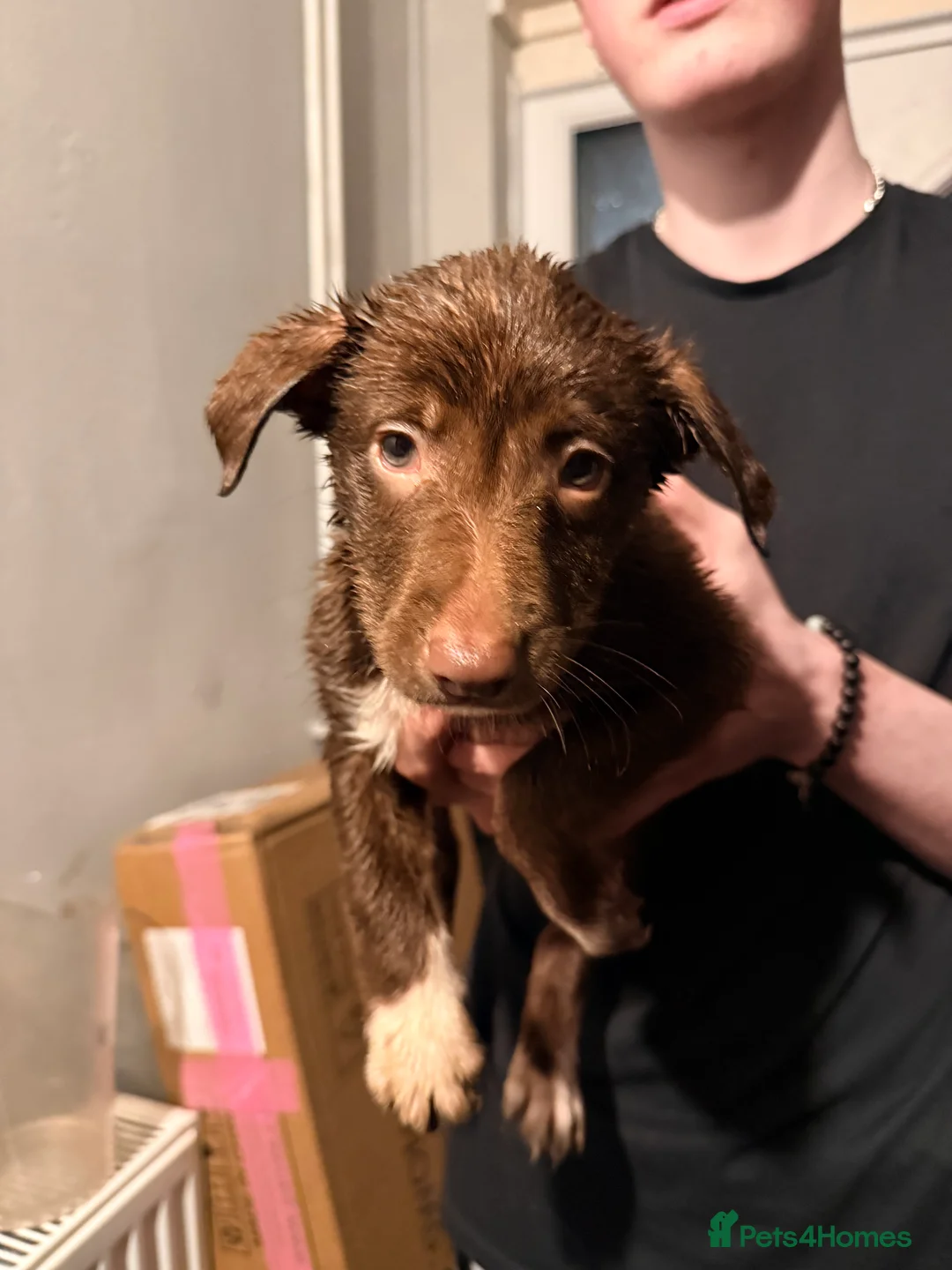 Border Collie dogs for sale: Puppies in Southwell - Advert 10