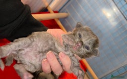 Maine Coon cats for sale: Tica maine coon kitten  - Advert 16