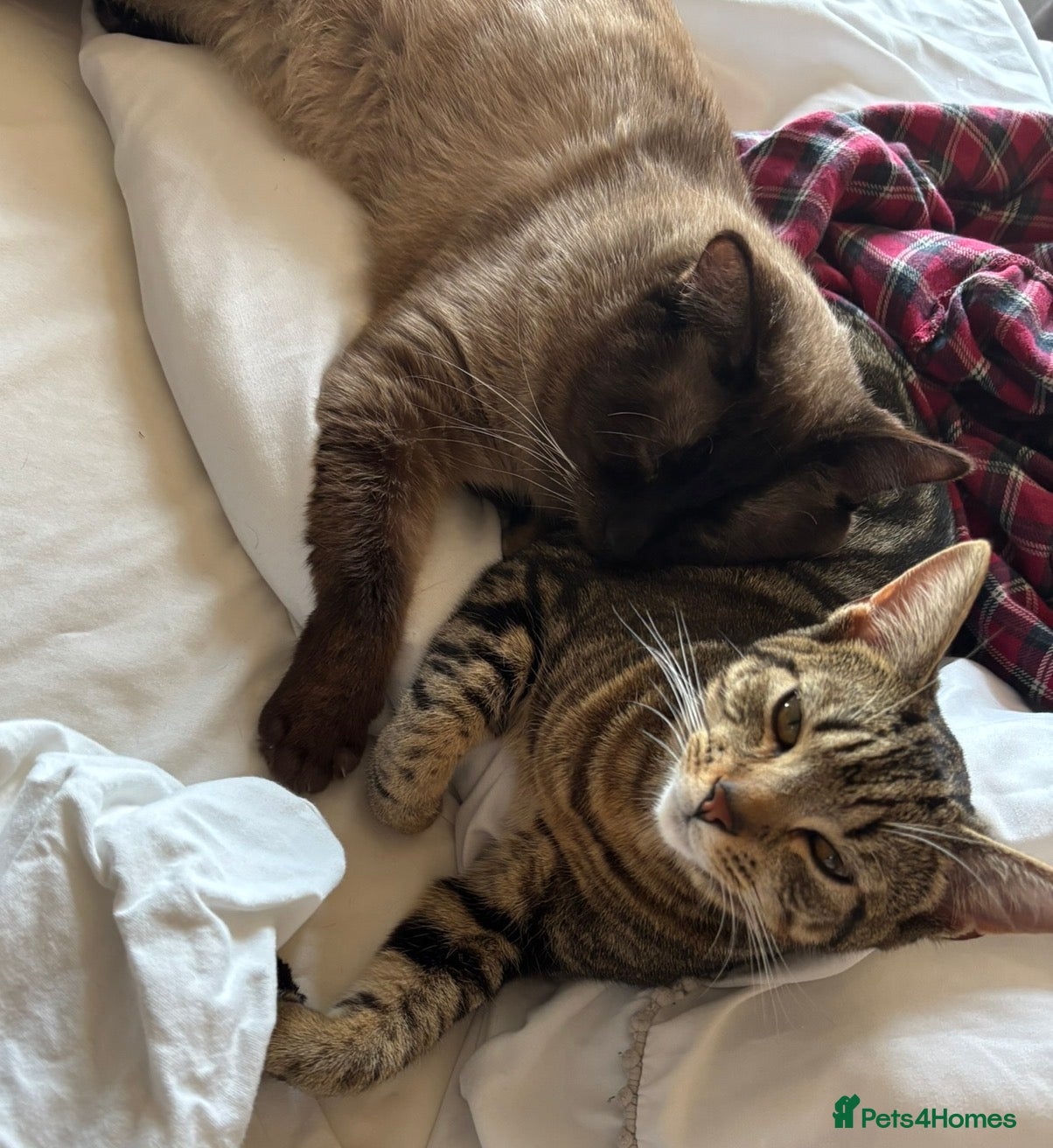 Mixed Breed cats 3 beautiful tabby/Ragamese kittens for sale!! - Advert 1