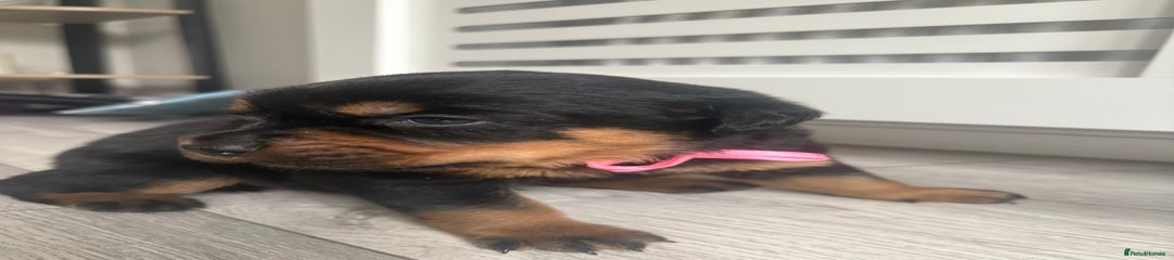 Rottweiler Puppy 5