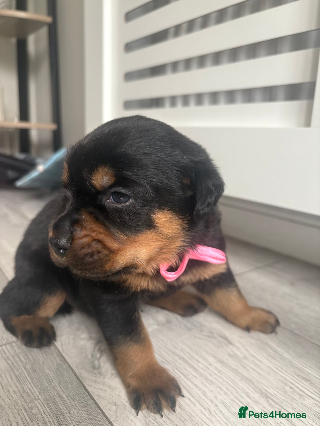Rottweiler dogs for sale: Rottweiler puppies for sale - Image 3
