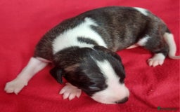 Whippet dogs for sale: KC HEART AND HEALTH TESTED WHIPPETS - Image 37