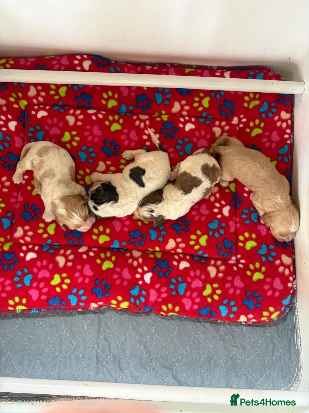 Cocker Spaniel dogs for stud: Orange Roan KC reg Show Cocker Spaniel Stud - Advert 27