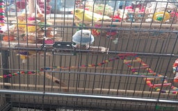 Budgerigars birds for sale: Pair of budgies and large flight cage for sale - Image 1