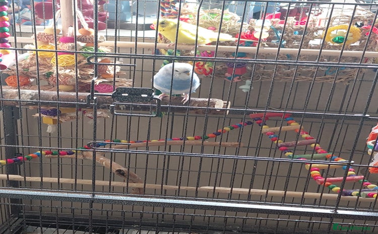 Budgerigars birds - Advert 5