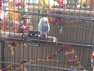 Budgerigars birds - Advert 8