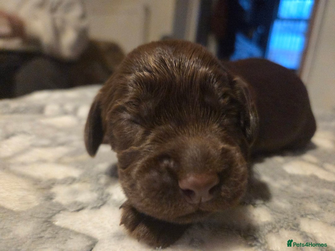 Cocker Spaniel dogs for sale: Working cocker spaniels  - Advert 3