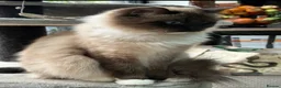 Ragdoll cats for sale: 🏆Sired by Imperial Grand Champion TICA REGISTERED - Advert 31