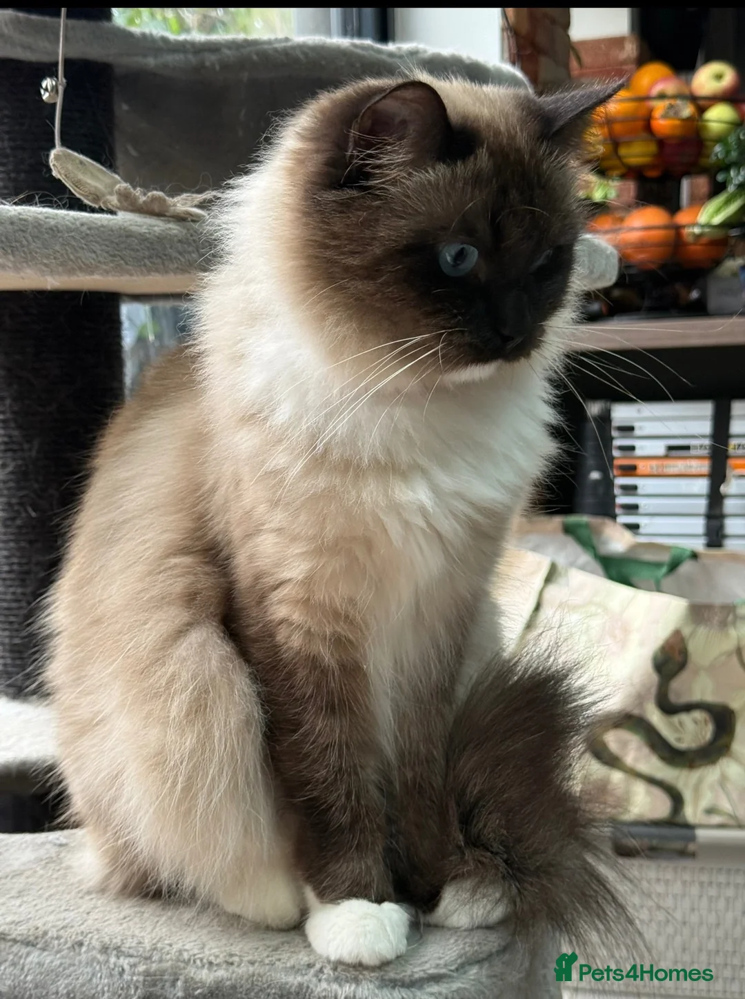 Ragdoll cats for sale: 🏆Sired by Imperial Grand Champion TICA REGISTERED - Advert 31