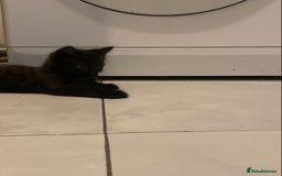 British Shorthair cats for sale: 6 kittens mixture of colours, bred from house cat  - Image 19