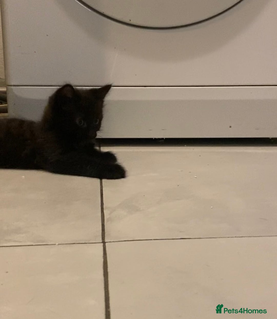 British Shorthair cats for sale: 6 kittens mixture of colours, bred from house cat  - Image 19