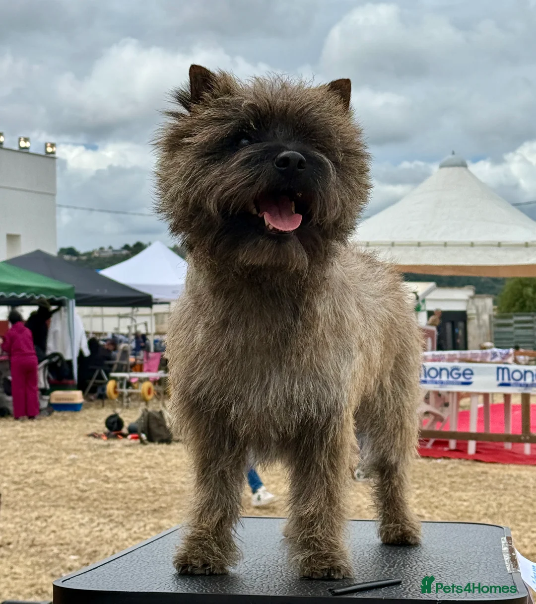Cairn Terrier dogs for stud: Proven KC Registered Show Dog for Stud - Advert 4