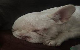French Bulldog dogs for sale: Isabella wrapped in cream, fluffy carrier - Image 4
