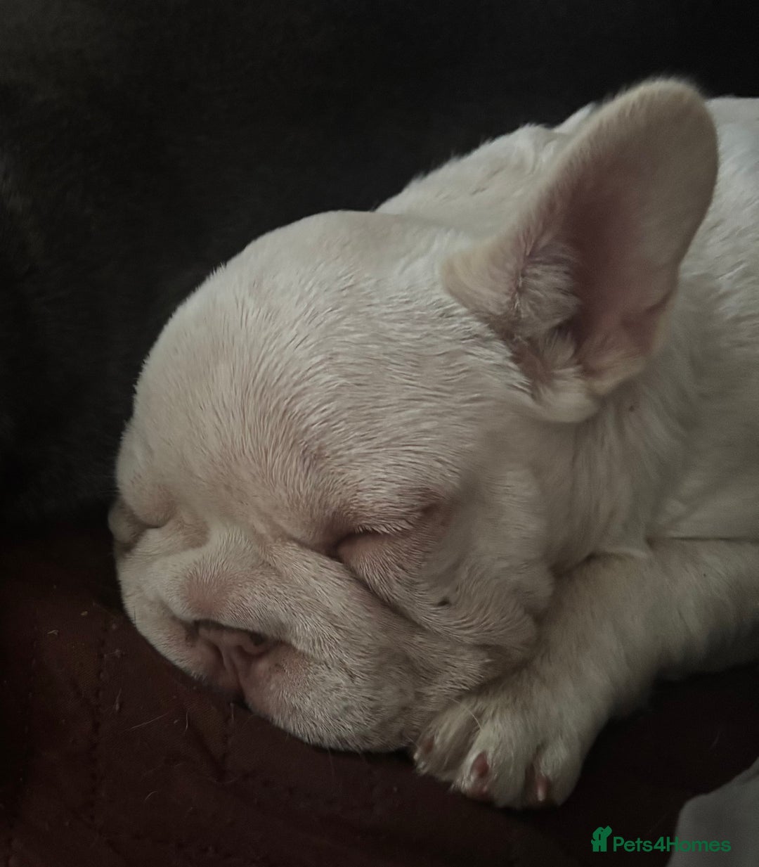 French Bulldog dogs for sale: Isabella wrapped in cream, fluffy carrier - Image 4