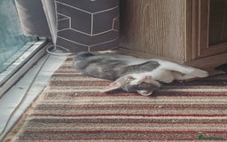 Domestic Shorthair cats for sale: 3 cats 1 female 2 males - Image 2