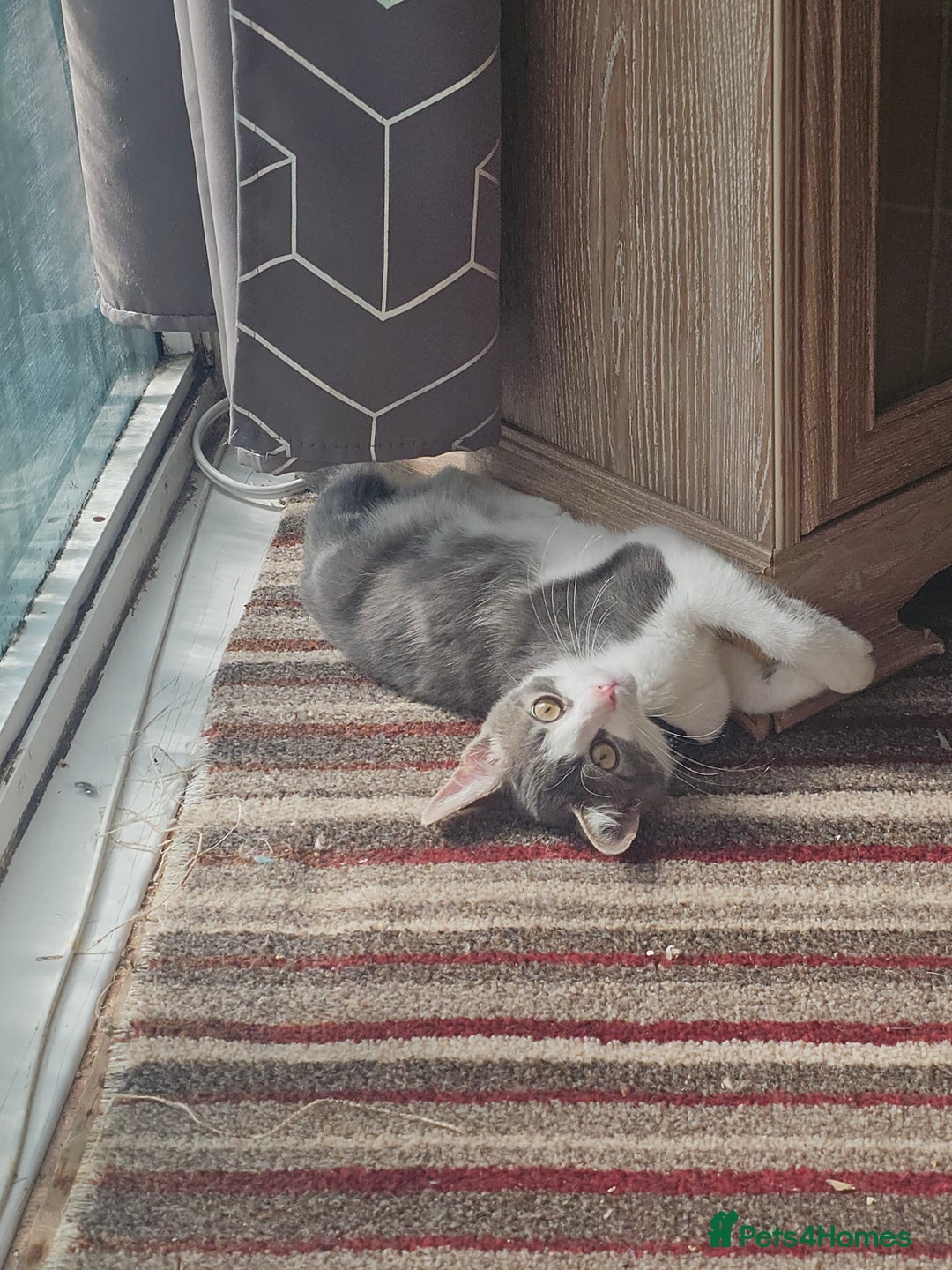 Domestic Shorthair cats for sale: 3 cats 1 female 2 males - Image 2