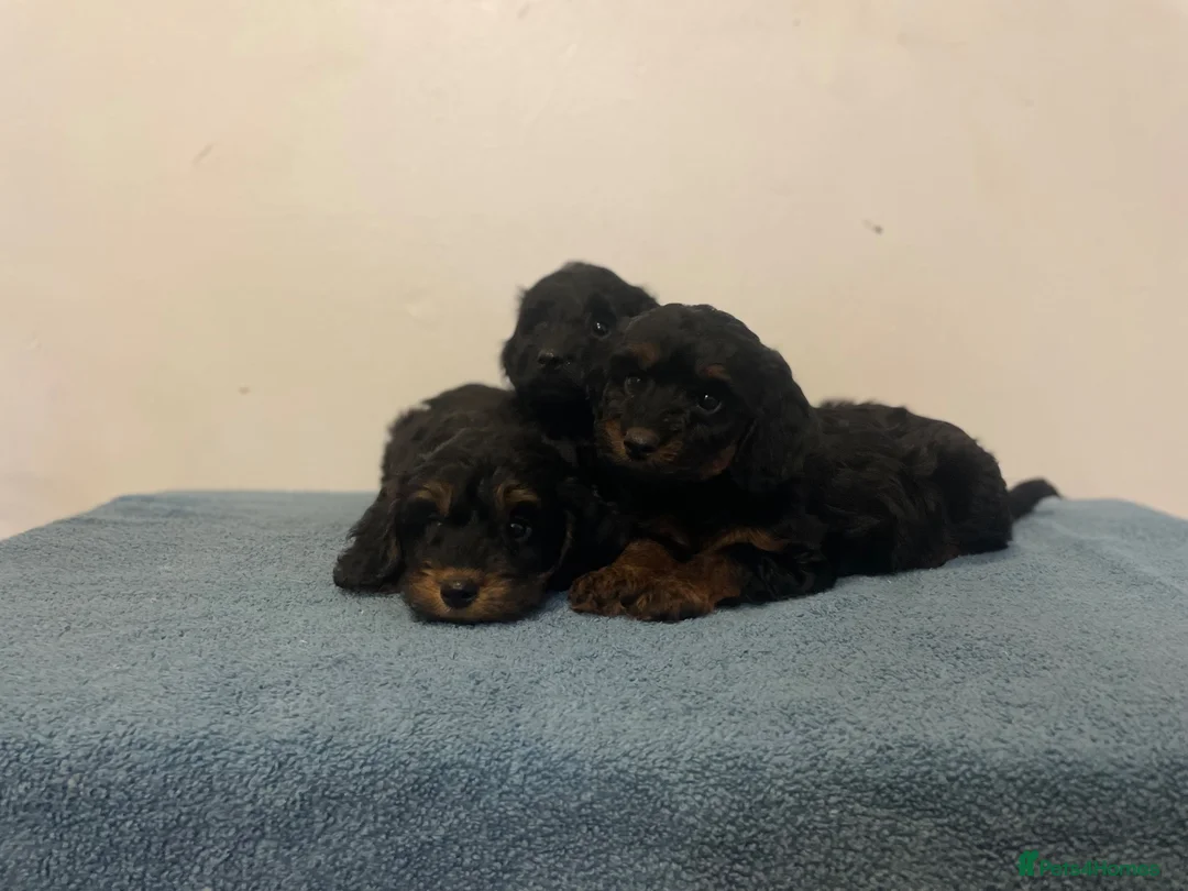 Cockapoo dogs for sale: Beautiful F1 cockapoos - Advert 14