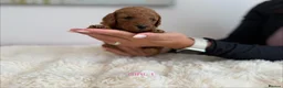 Cockapoo dogs for sale: Say Hello To Our Most Adorable Cockapoo Puppies - Advert 18