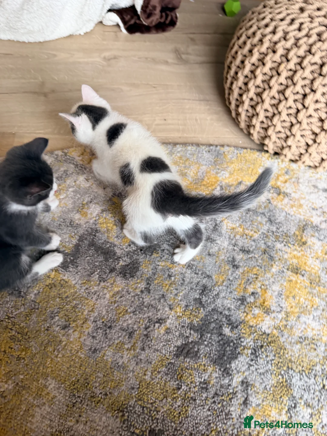 Mixed Breed cats for sale: 4 kittens for sale- all boys - Advert 13