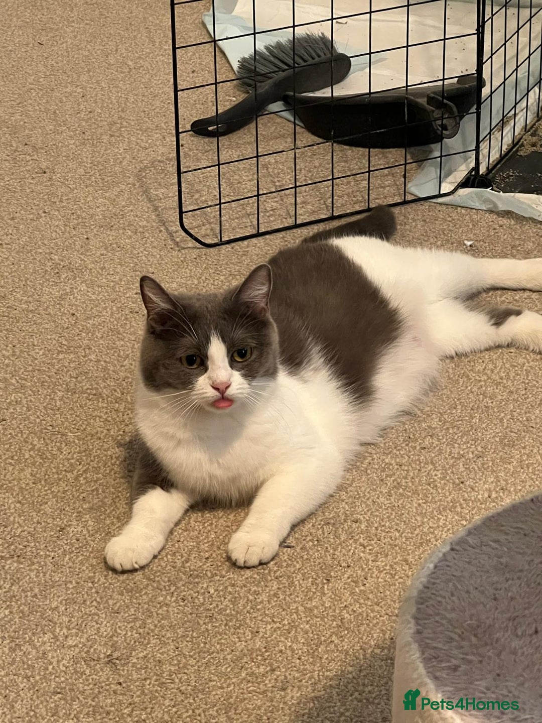 British Shorthair cats for sale: Cute British Shorthair Looking for Home - Advert 7