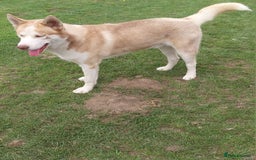 Siberian Husky dogs for sale: Boy red siberian Husky  - Image 3