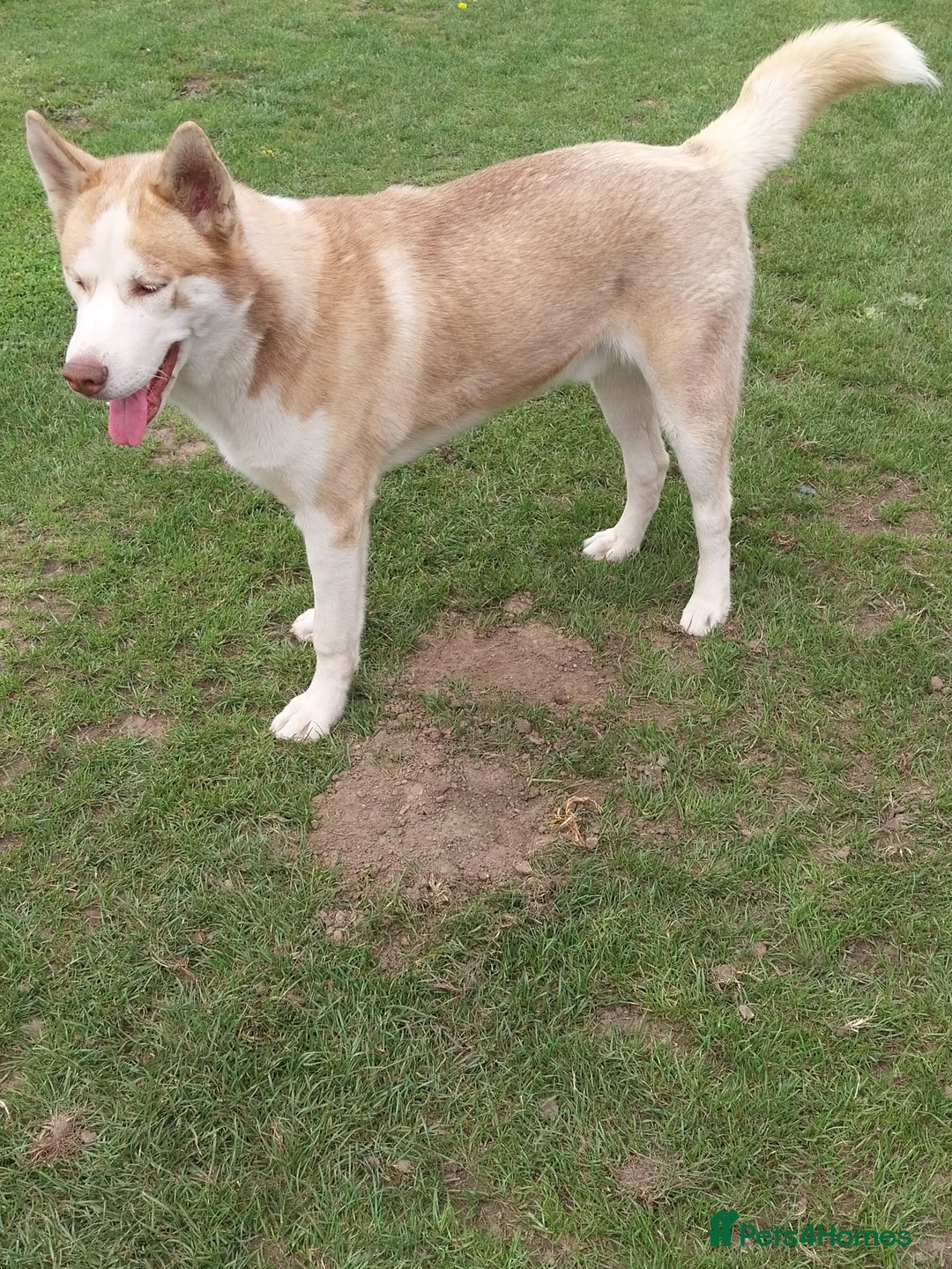 Siberian Husky dogs for sale: Boy red siberian Husky  - Image 3